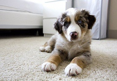 Australian Shepherd (Aussie)