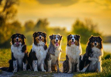 Australian Shepherd (Aussie)