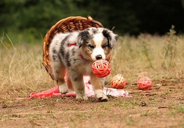 Australian Shepherd (Aussie)