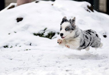 Australian Shepherd (Aussie)