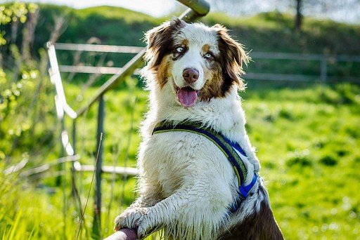 Australian Shepherd (Aussie)