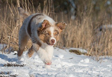 Australian Shepherd (Aussie)