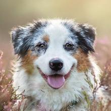 Australian Shepherd (Aussie)