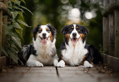 Australian Shepherd (Aussie)