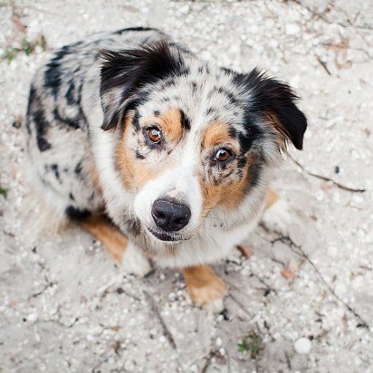 Australian Shepherd (Aussie)