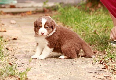 Australian Shepherd (Aussie)