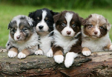 Australian Shepherd (Aussie)