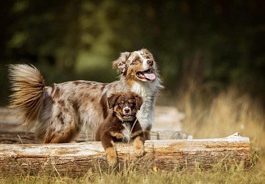 Australian Shepherd (Aussie)