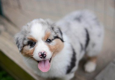 Australian Shepherd (Aussie)