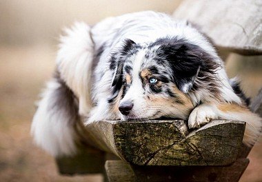 Australian Shepherd (Aussie)