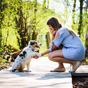 Australian Shepherd Dog (Aussie)