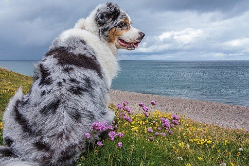 Australian Shepherd (Aussie)