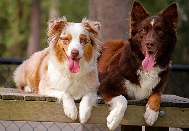 Australian Shepherd (Aussie)