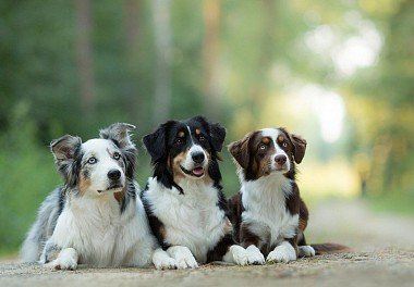 Australian Shepherd (Aussie)