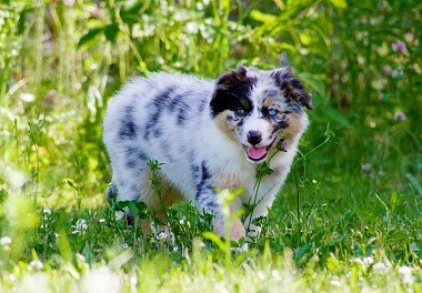 Australian Shepherd (Aussie)