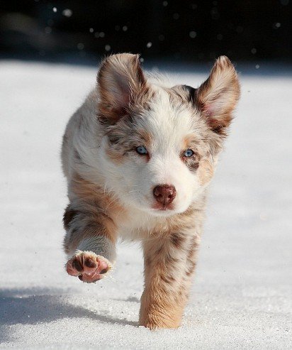 Aussie puppy