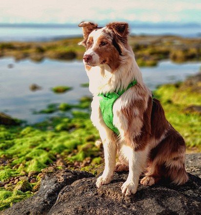 Australian Shepherd Dog