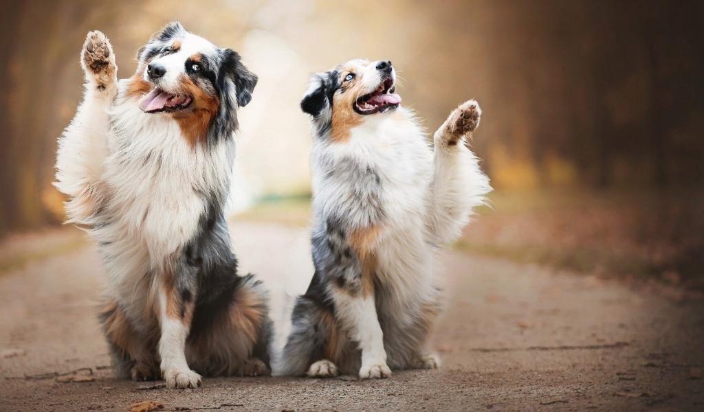 Australian Shepherd (Aussie)