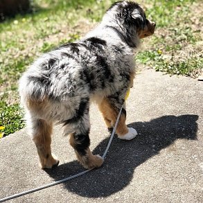 Australian Shepherd Dog (Aussie)