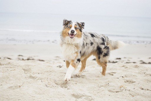 Marble-colored Aussie