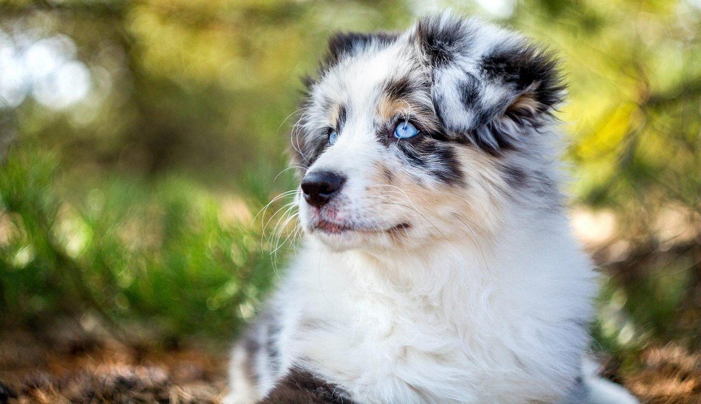 Australian Shepherd puppy with blue eyes