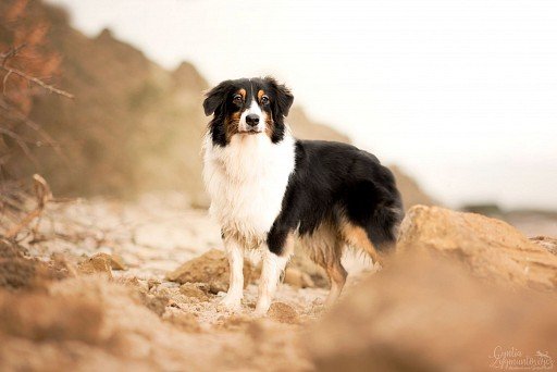 Australian Shepherd puppy black with black and red markings