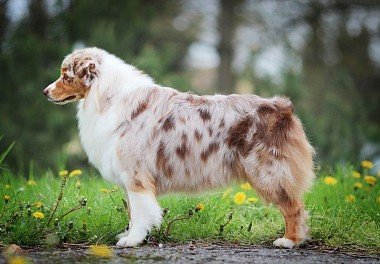 Australian Shepherd (Aussie)