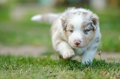 Aussie puppy at one month old