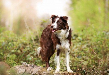 Australian Shepherd (Aussie)