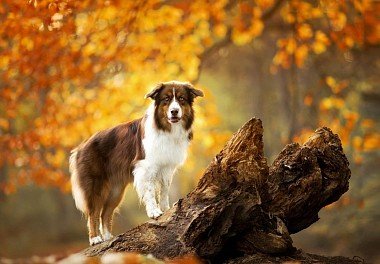 Australian Shepherd (Aussie)