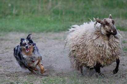 Australian Shepherd Dog grazing sheep