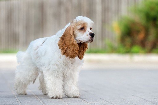 American Cocker Spaniel