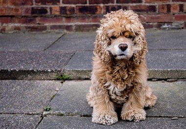 American Cocker Spaniel