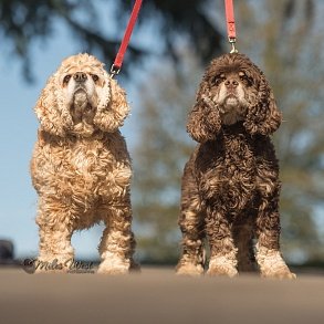 American Cocker Spaniel