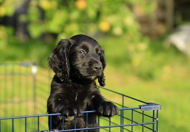 American Cocker Spaniel