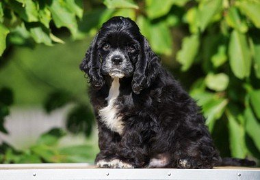 American Cocker Spaniel