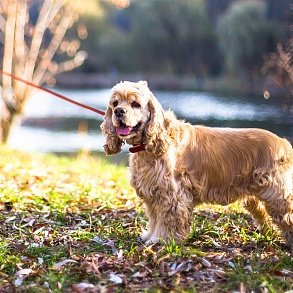 American Cocker Spaniel