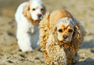 American Cocker Spaniel