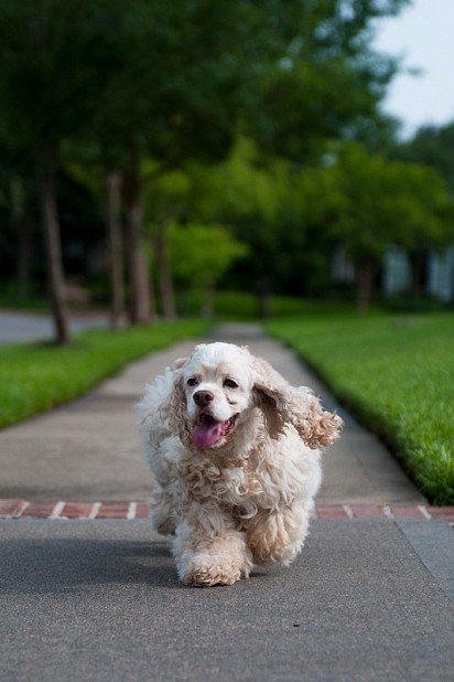 Running American Cocker Spaniel