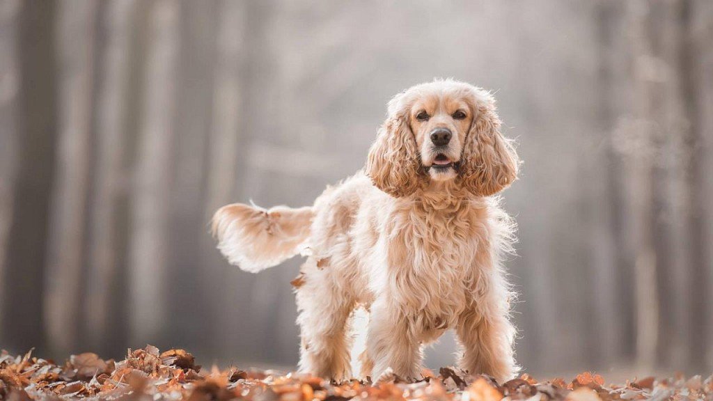 American Cocker Spaniel Light Pale colored