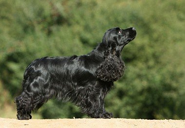 American Cocker Spaniel