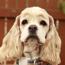 American Cocker Spaniel