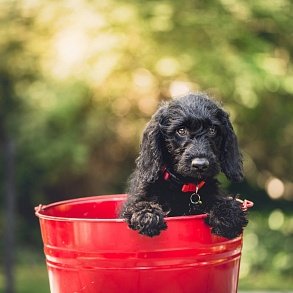 American Cocker Spaniel