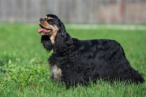 American Cocker Spaniel black-popper color