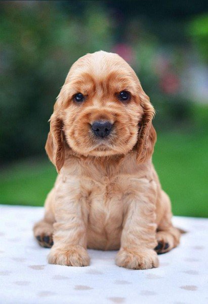 American Cocker Spaniel puppy