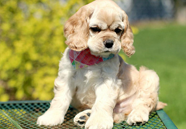 American Cocker Spaniel