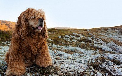 Overgrown American Cocker Spaniel