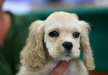 American Cocker Spaniel