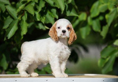 American Cocker Spaniel