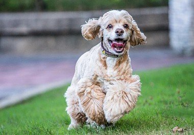 American Cocker Spaniel